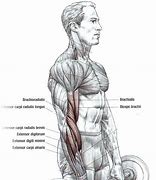 Image result for Forearm Curl Exercise