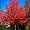 Image result for Autumn Sunset Maple Tree