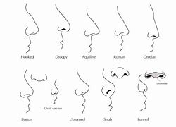 Image result for Nose Chart