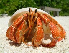 Image result for Crabs Skin Disease