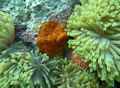 Image result for Coral Reef Fish