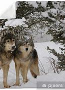 Image result for Grey Wolf Alpha Male