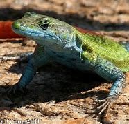 Image result for African Flat Lizard