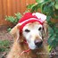 Image result for Dog Hat Sewing Pattern Free