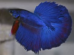 Image result for Purple Half Moon Betta