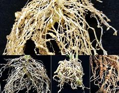 Image result for Root-Knot Nematode Tomato Roots