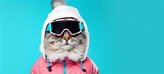 Image result for Cat with Ski Mask Funny