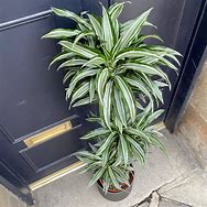 Image result for Dracaena Marginata Variegated