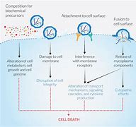 Image result for Mycoplasma Cell Infection