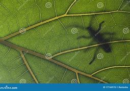 Image result for Big Leaf Bug