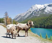 Image result for Wildlife in Banff