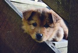 Image result for Puppy Head Image