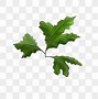 Image result for Fern in Pot Clip Art