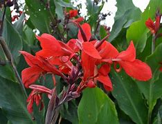 Image result for Dark Red Canna Lily