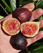 Image result for Ficus Carica Fig