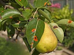 Image result for Peach Tree Diseases Leaves