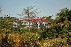 Image result for Mount Nimba Strict Nature Reserve