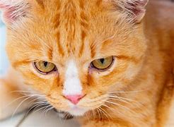 Image result for Red Ginger Cat