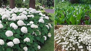 Image result for Ground Cover Plants with White Flowers