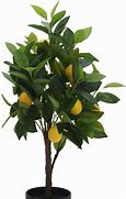 Image result for Drarf Lemon Tree in Pot