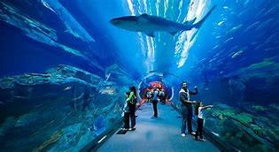 Image result for Aquarium Salon