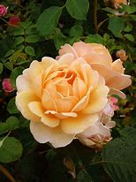 Image result for 70th Birthday Rose Plant