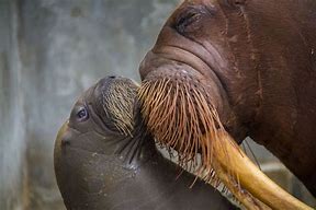 Image result for Baby Walrus Being Born