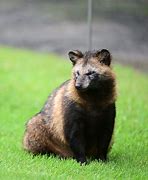 Image result for Baby Raccoon Dog