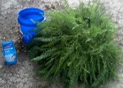 Image result for Epson Salt to Ferns