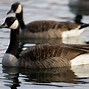 Image result for Canada Goose Female