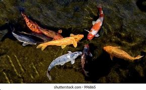 Image result for Happy New Year Fish