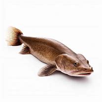 Image result for No Catfish