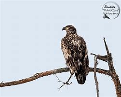 Image result for Canadian Birds of Prey