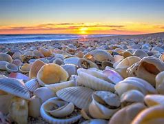 Image result for Picture of Beach Sand and Sea Shells