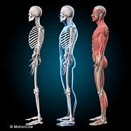 Image result for Muscle Skeleton Model