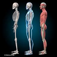 Image result for Image Showing Skeleton and Muscles