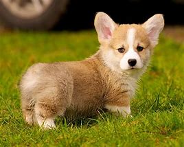 Image result for Adorable Corgi