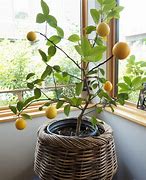 Image result for Lemon Tree Home