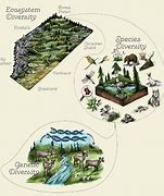 Image result for Biodiversity Diagram