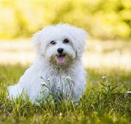 Image result for Maltese Cross Dog