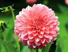 Image result for How to Plant Dahlia Bulbs