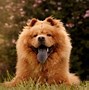 Image result for Beautiful Cute Dogs