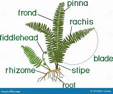 Image result for Fern Sori Diagram