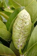 Image result for Gardenia Aphids