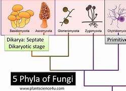 Image result for Phylum Chytridiomycota