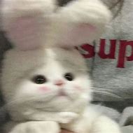 Image result for Adorable Cat PFP