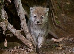 Image result for Wolf Pup Artic