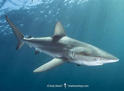 Image result for Dusky Shark Pups