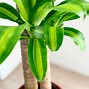 Image result for Dracena Multi