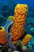 Image result for Tide Pool Sponge